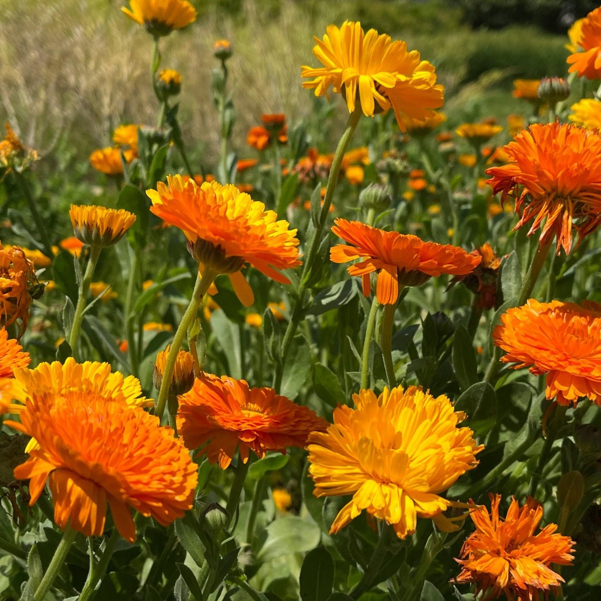 Calendula Seeds - &