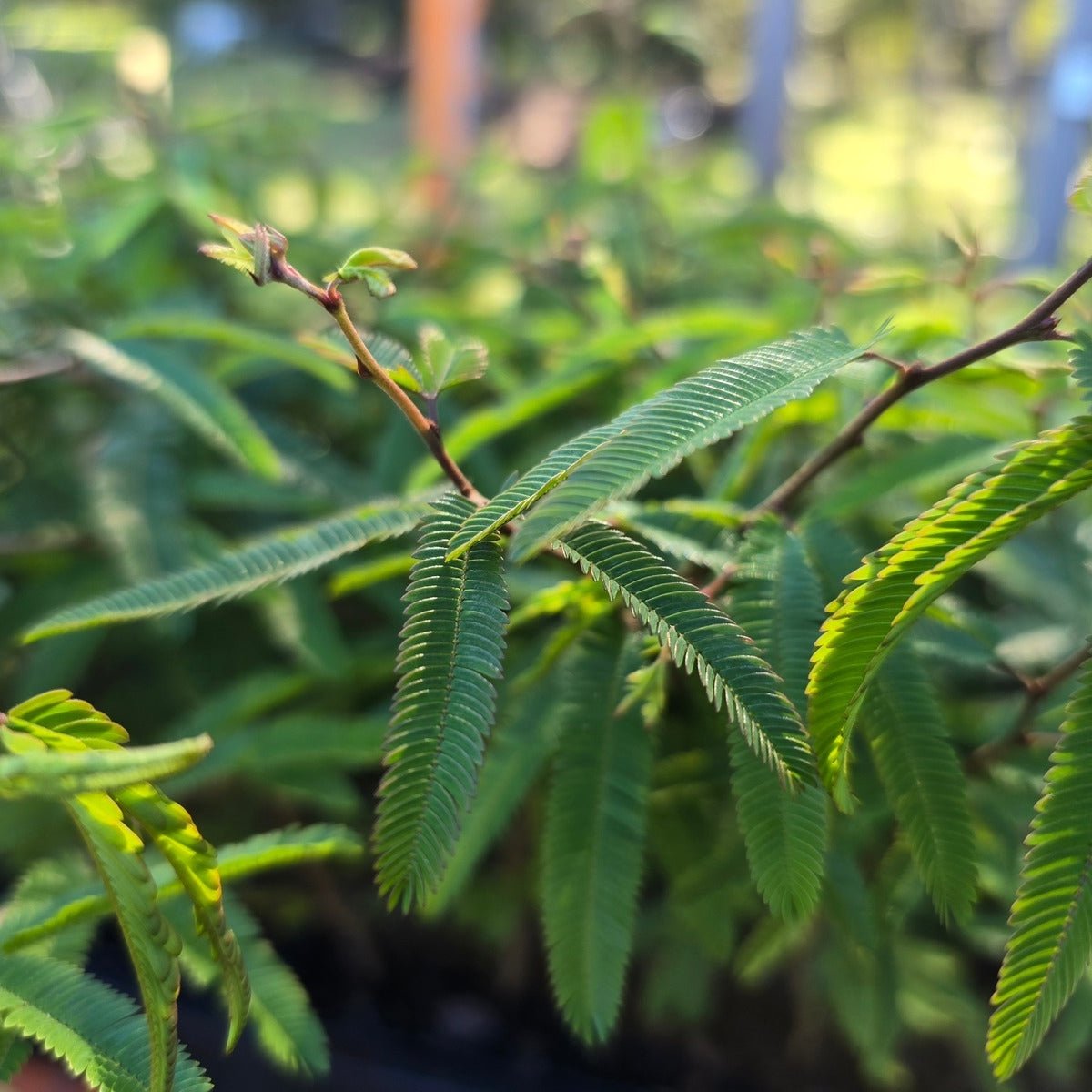 Calliandra ‘Pink Poodle’ Powder Puff Shrub | 42mm Tube - Oldboy&