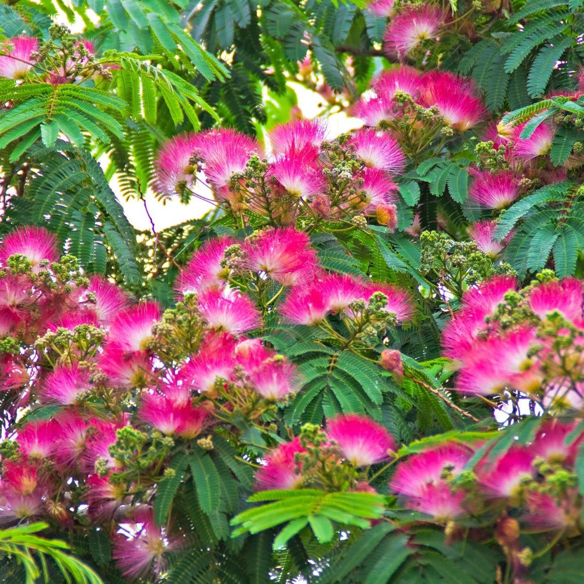 Calliandra ‘Pink Poodle’ Powder Puff Shrub | 42mm Tube - Oldboy&