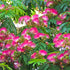 Calliandra ‘Pink Poodle’ Powder Puff Shrub | 42mm Tube - Oldboy&