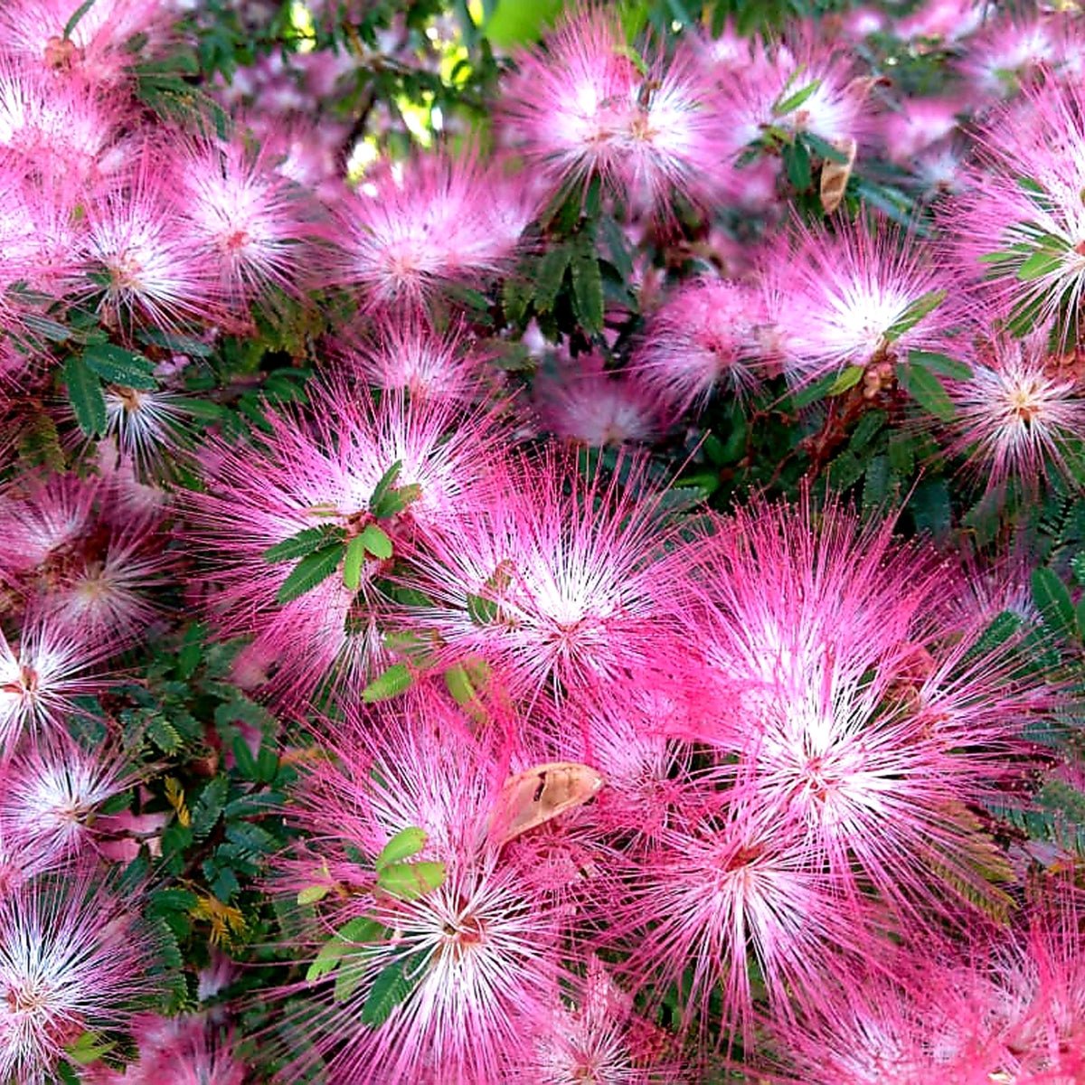 Calliandra ‘Pink Poodle’ Powder Puff Shrub | 42mm Tube - Oldboy&