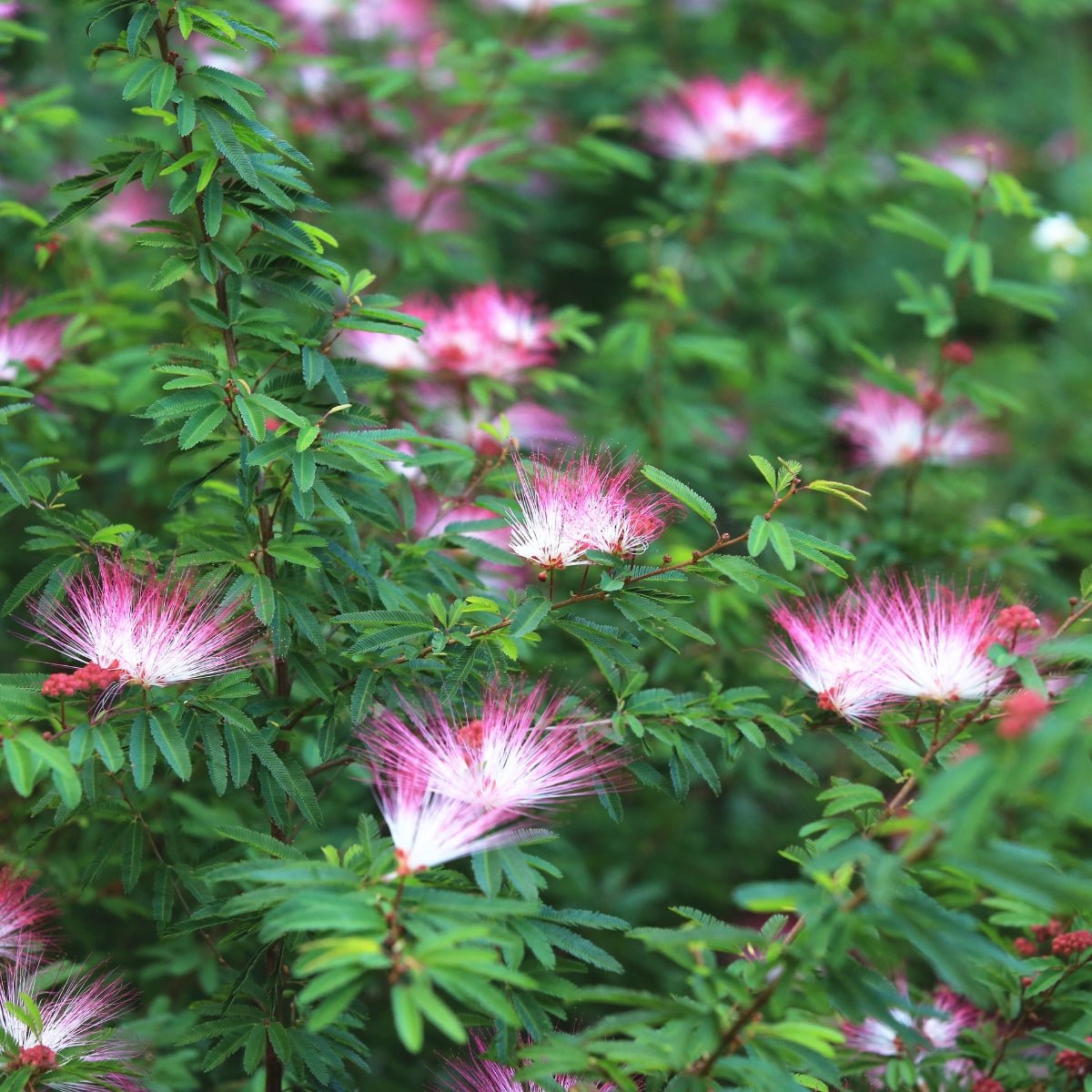 Calliandra ‘Pink Poodle’ Powder Puff Shrub | 42mm Tube - Oldboy&