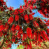 Callistemon ‘Kings Park Special’ | Red Bottlebrush - Oldboy&