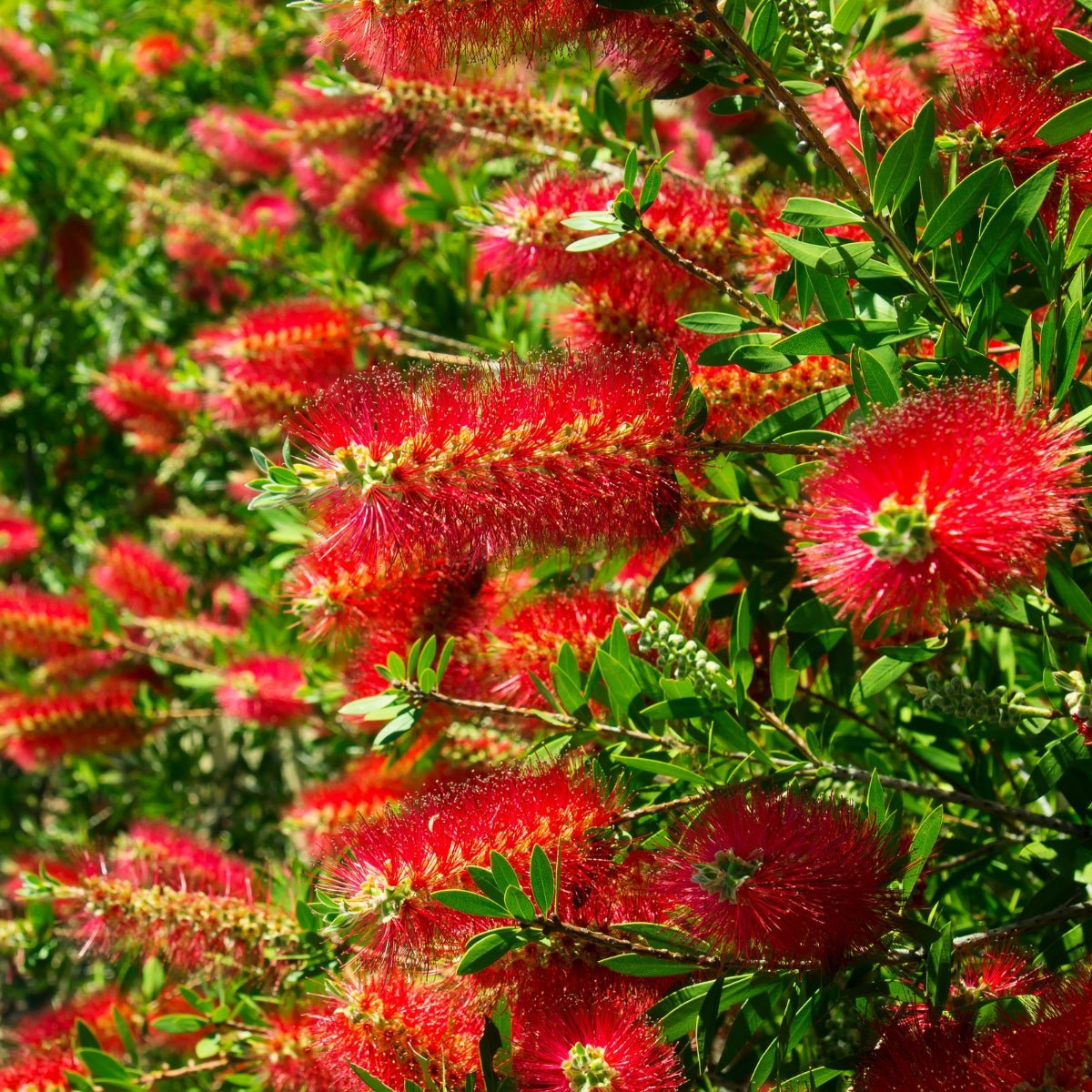 Callistemon ‘Kings Park Special’ | Red Bottlebrush - Oldboy&