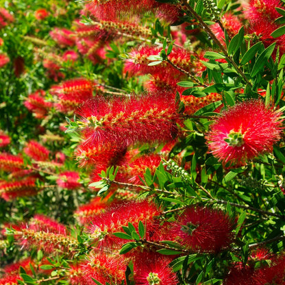 Callistemon ‘Kings Park Special’ | Red Bottlebrush - Oldboy&