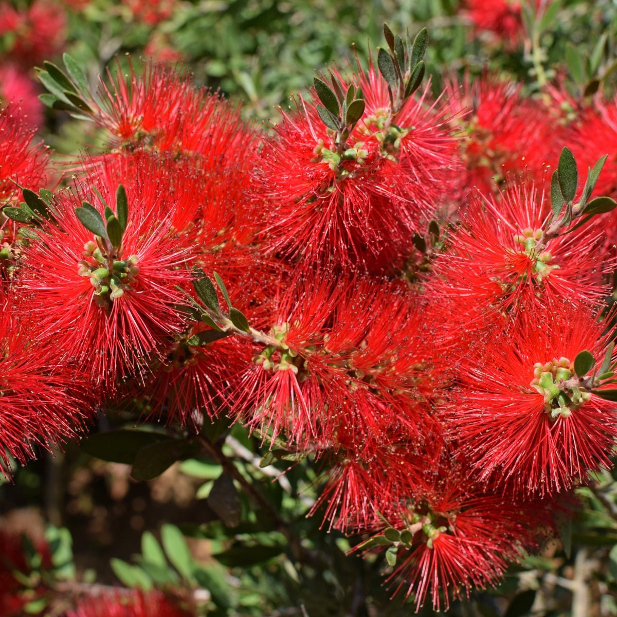 Callistemon ‘Kings Park Special’ | Red Bottlebrush - Oldboy&