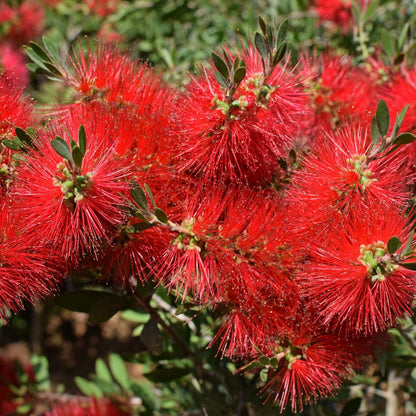 Callistemon ‘Kings Park Special’ | Red Bottlebrush - Oldboy&
