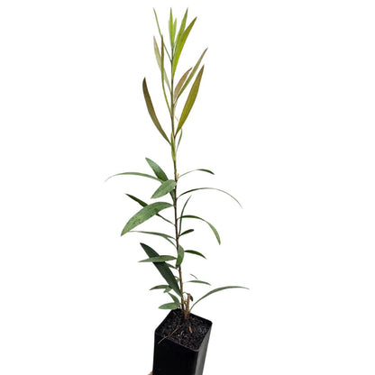 Callistemon ‘Kings Park Special’ | Red Bottlebrush - Oldboy&