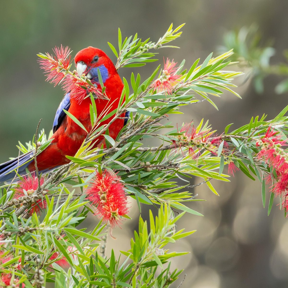 Callistemon ‘Kings Park Special’ | Red Bottlebrush - Oldboy&