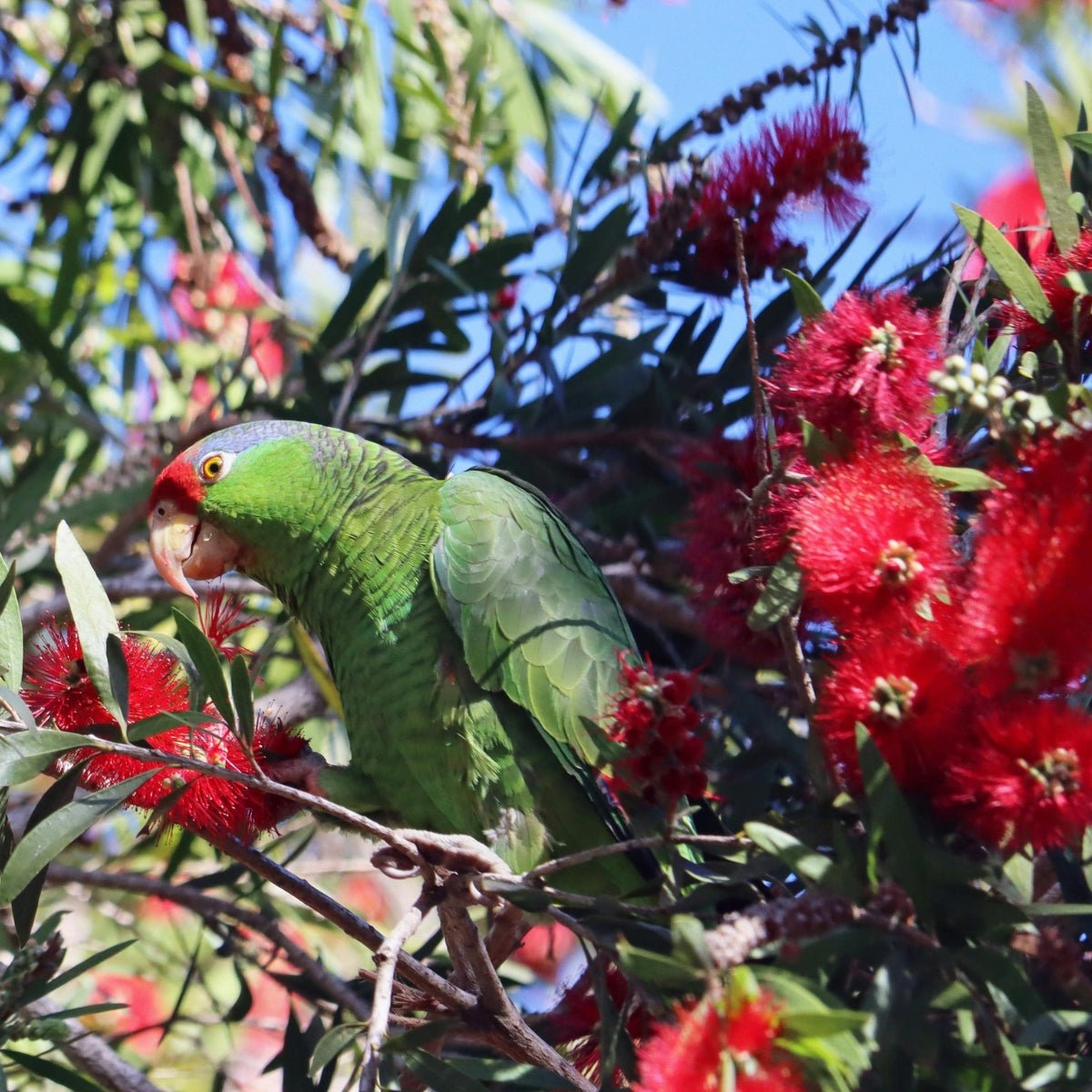 Callistemon ‘Kings Park Special’ | Red Bottlebrush - Oldboy&