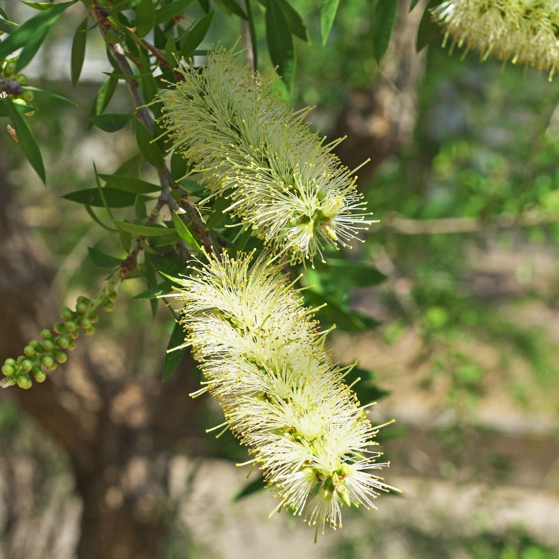 Callistemon pachyphyllus ‘Green’ – Australian Native Plant in 42mm Pot - Oldboy&