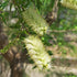Callistemon pachyphyllus ‘Green’ – Australian Native Plant in 42mm Pot - Oldboy&