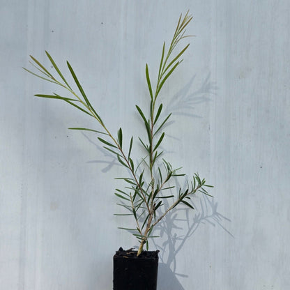 Callistemon pachyphyllus ‘Green’ – Australian Native Plant in 42mm Pot - Oldboy&