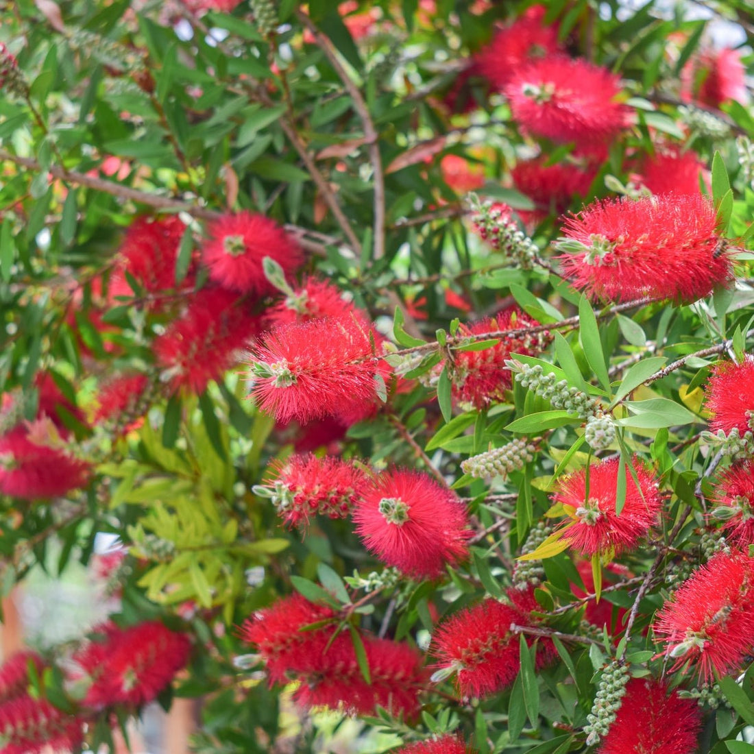 Callistemon ‘Prolific’ | Weeping Red Bottlebrush | 42mm Tube - Oldboy&