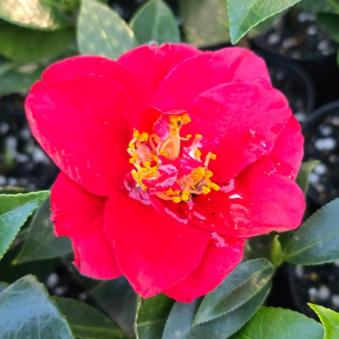 Camellia japonica ‘Bob Hope’ – Deep Red Semi - Double Camellia Shrub - Oldboy&
