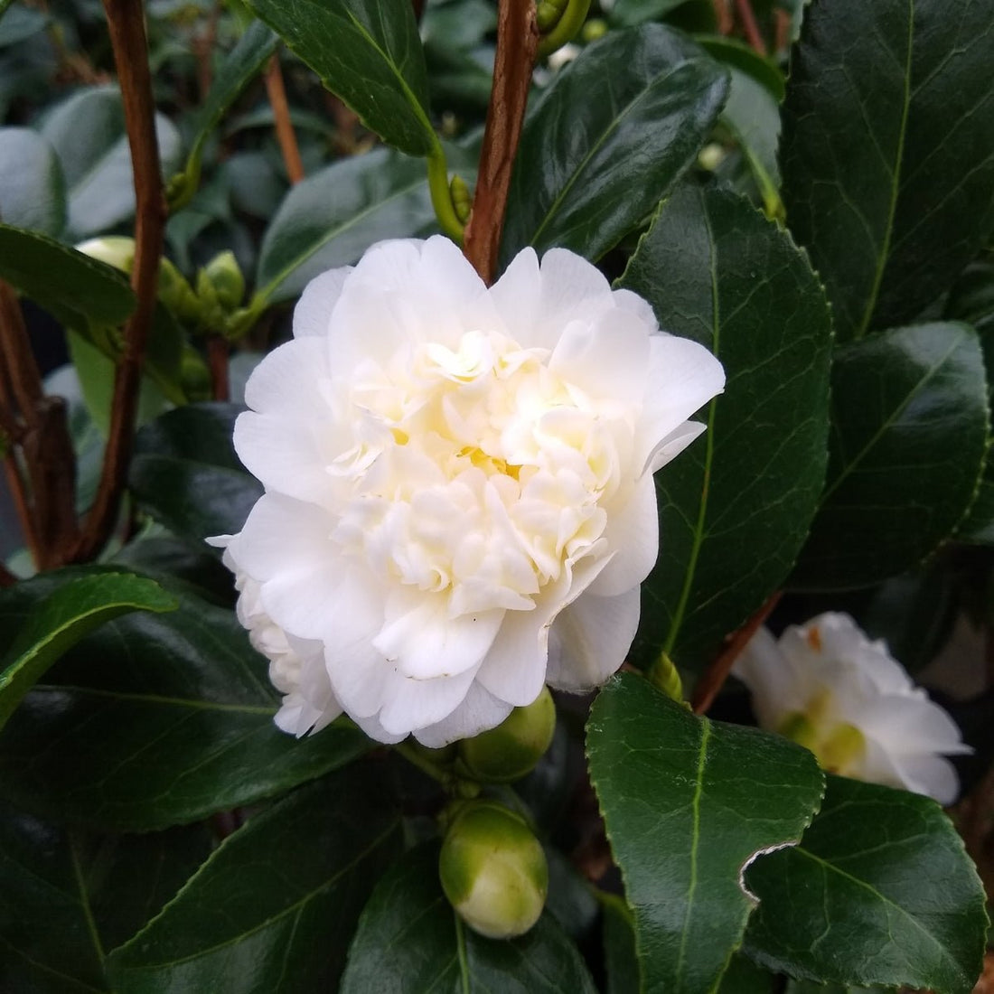 Camellia japonica ‘Cotton Tail’ – Miniature White Camellia Shrub - Oldboy&