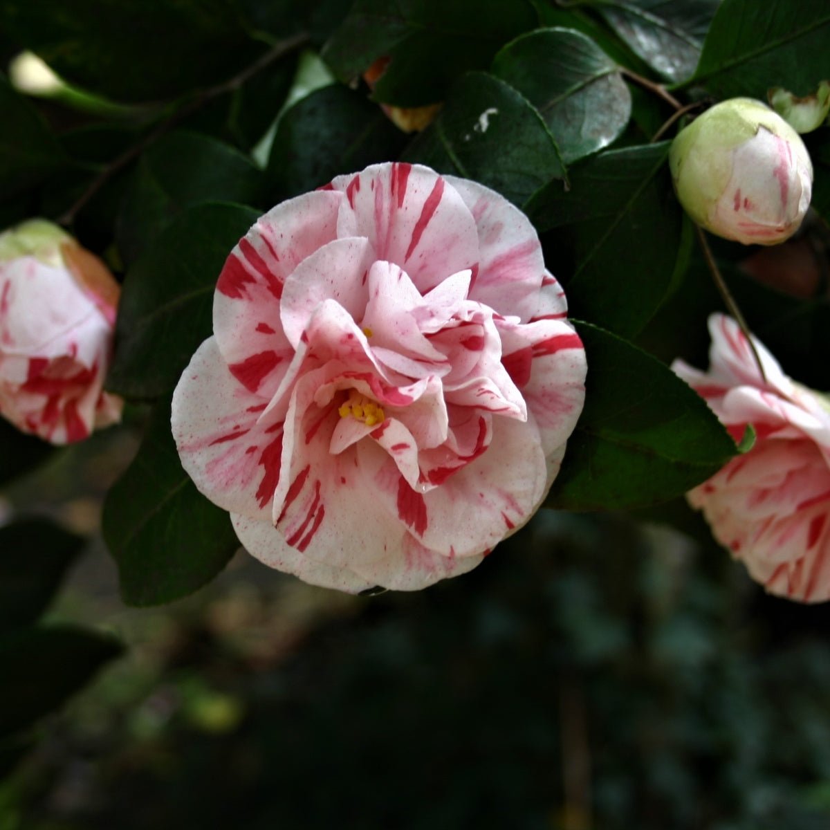 Camellia japonica ‘Extravaganza’ – Striped White &amp; Pink Camellia Shrub - Oldboy&