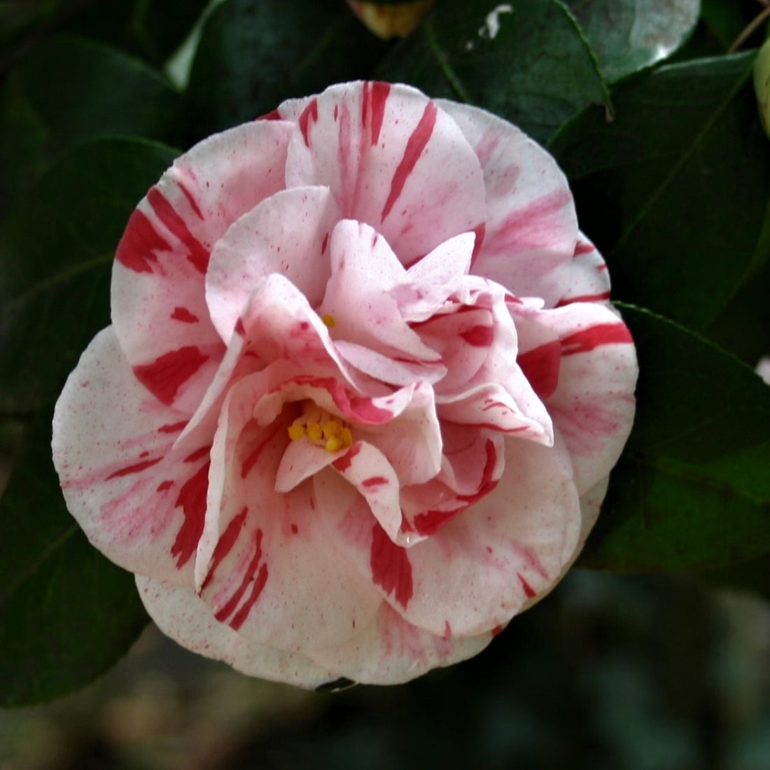 Camellia japonica ‘Extravaganza’ – Striped White &amp; Pink Camellia Shrub - Oldboy&