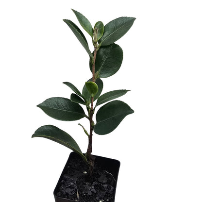 Camellia Jean May | Peach-Pink Sasanqua Flowering Shrub - Oldboy&