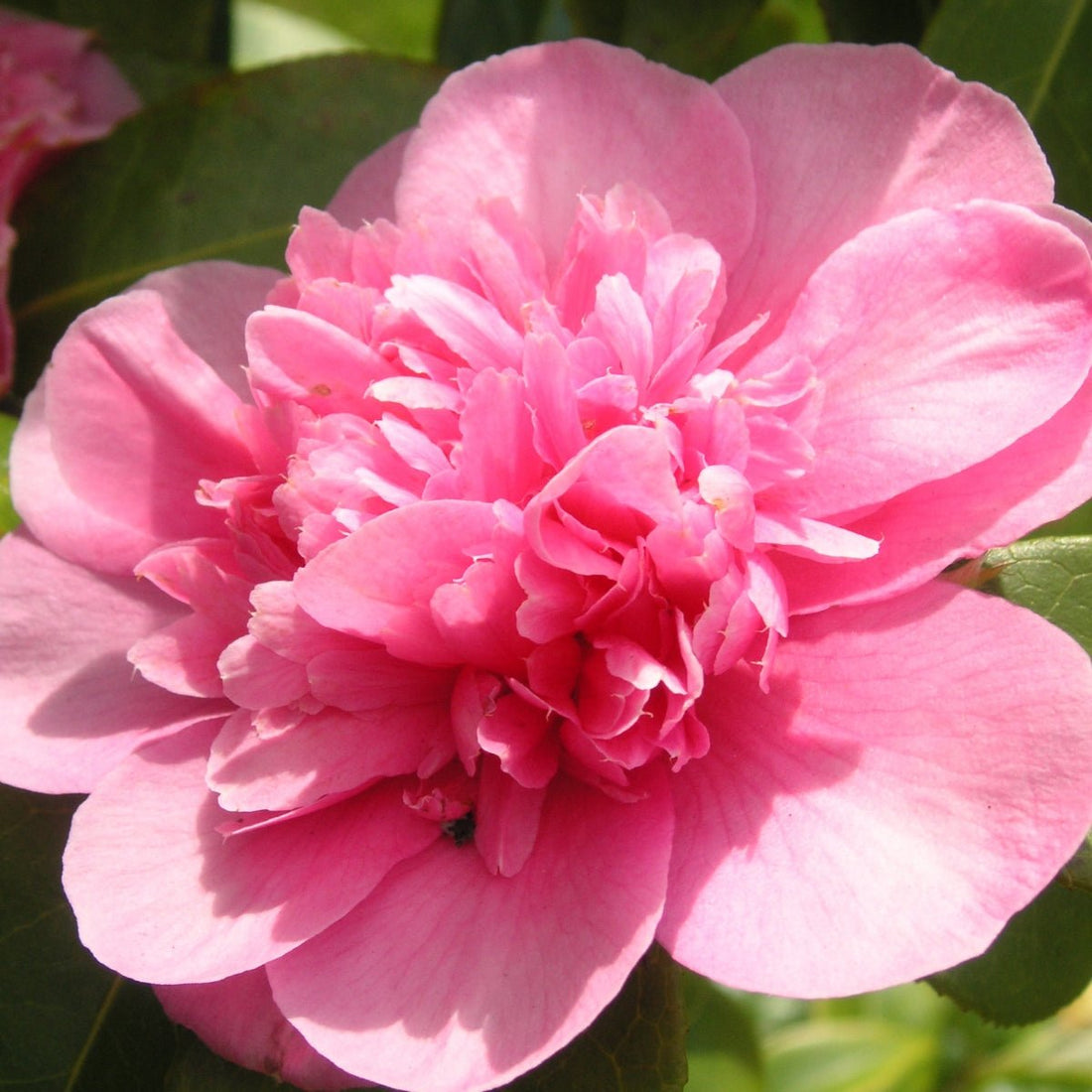 Camellia sasanqua ‘Lucinda&