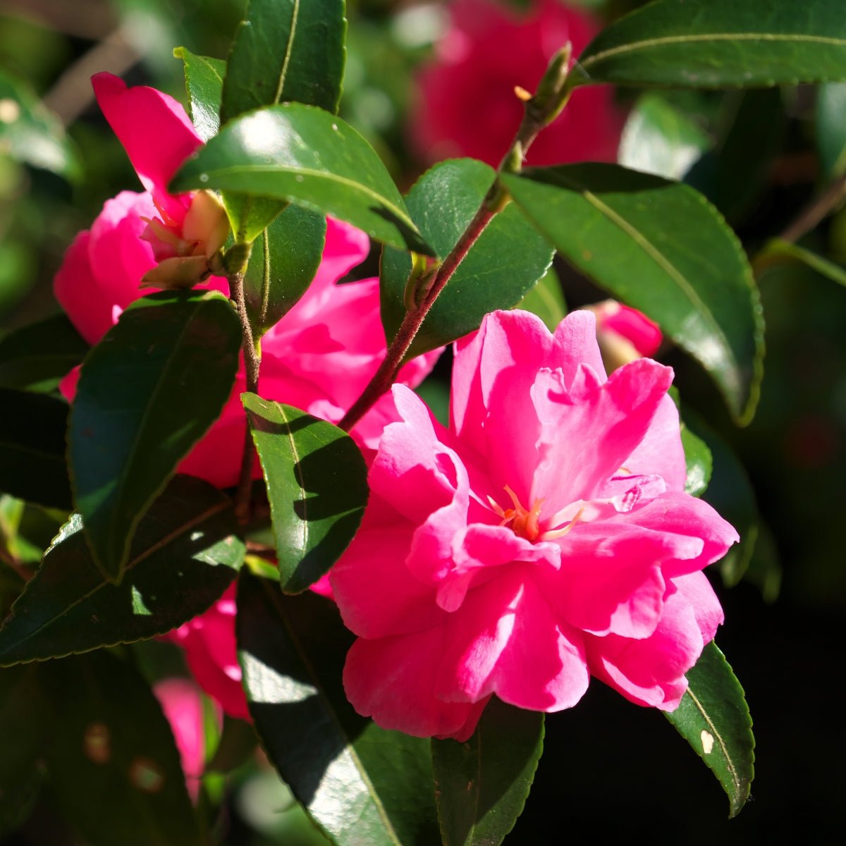 Camellia sasanqua ‘Lucinda&