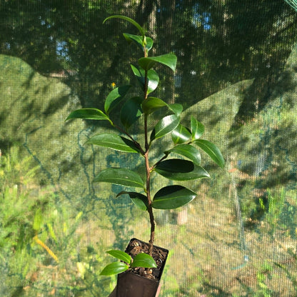 Camellia sasanqua ‘Lucinda&