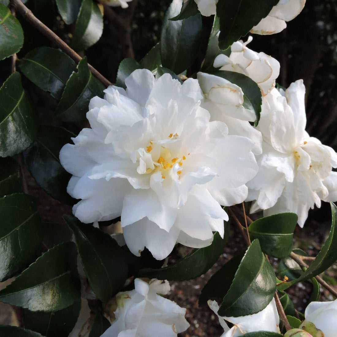 Camellia sasanqua ‘Mine No Yuki&
