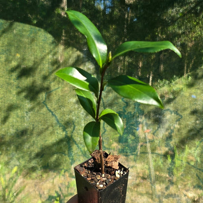 Camellia sasanqua ‘Star Above Star’ – Semi‑Double White &amp; Pink Sasanqua Shrub - Oldboy&