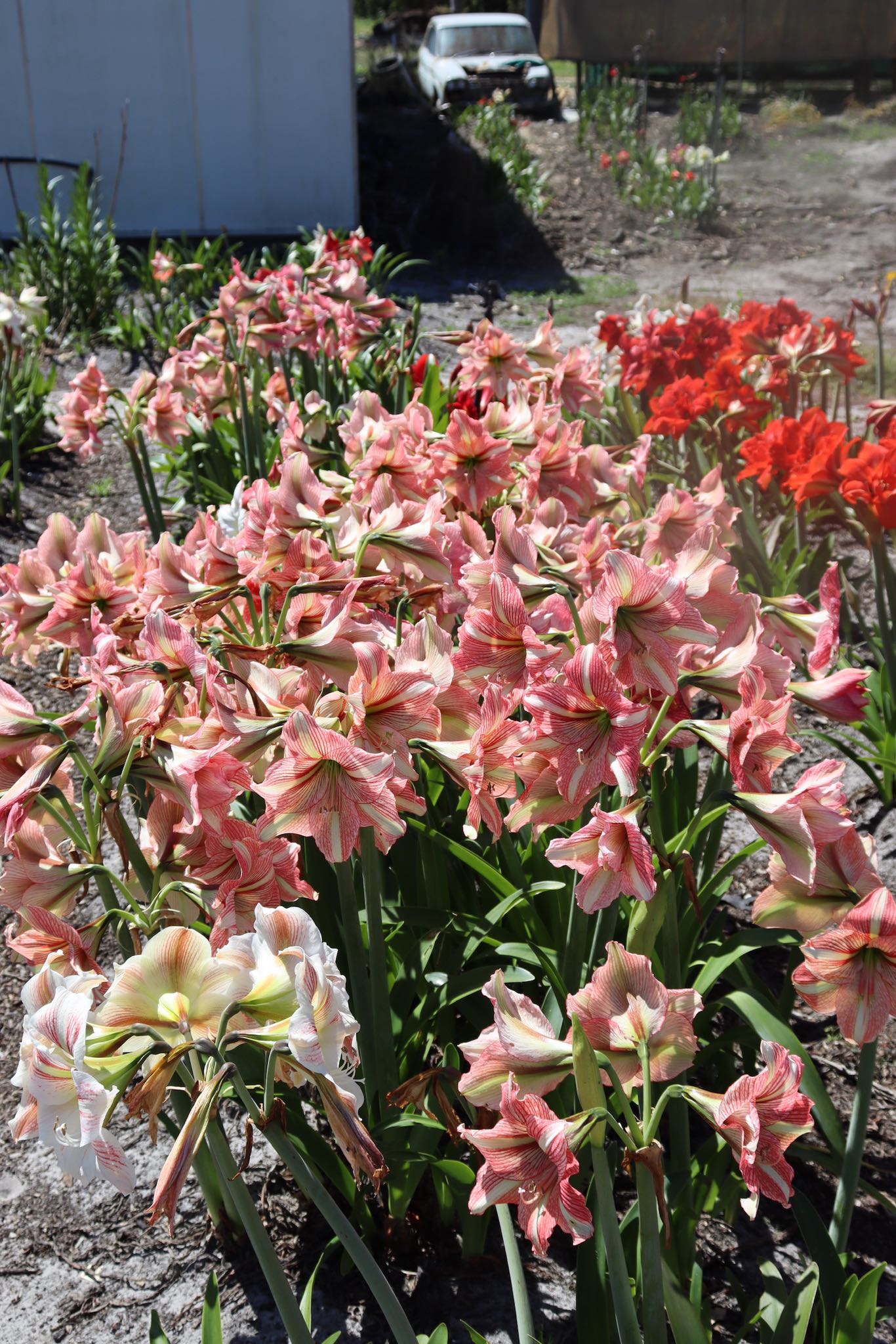 Candy Cane Hippeastrums Amaryllis Oldboy's Flowers