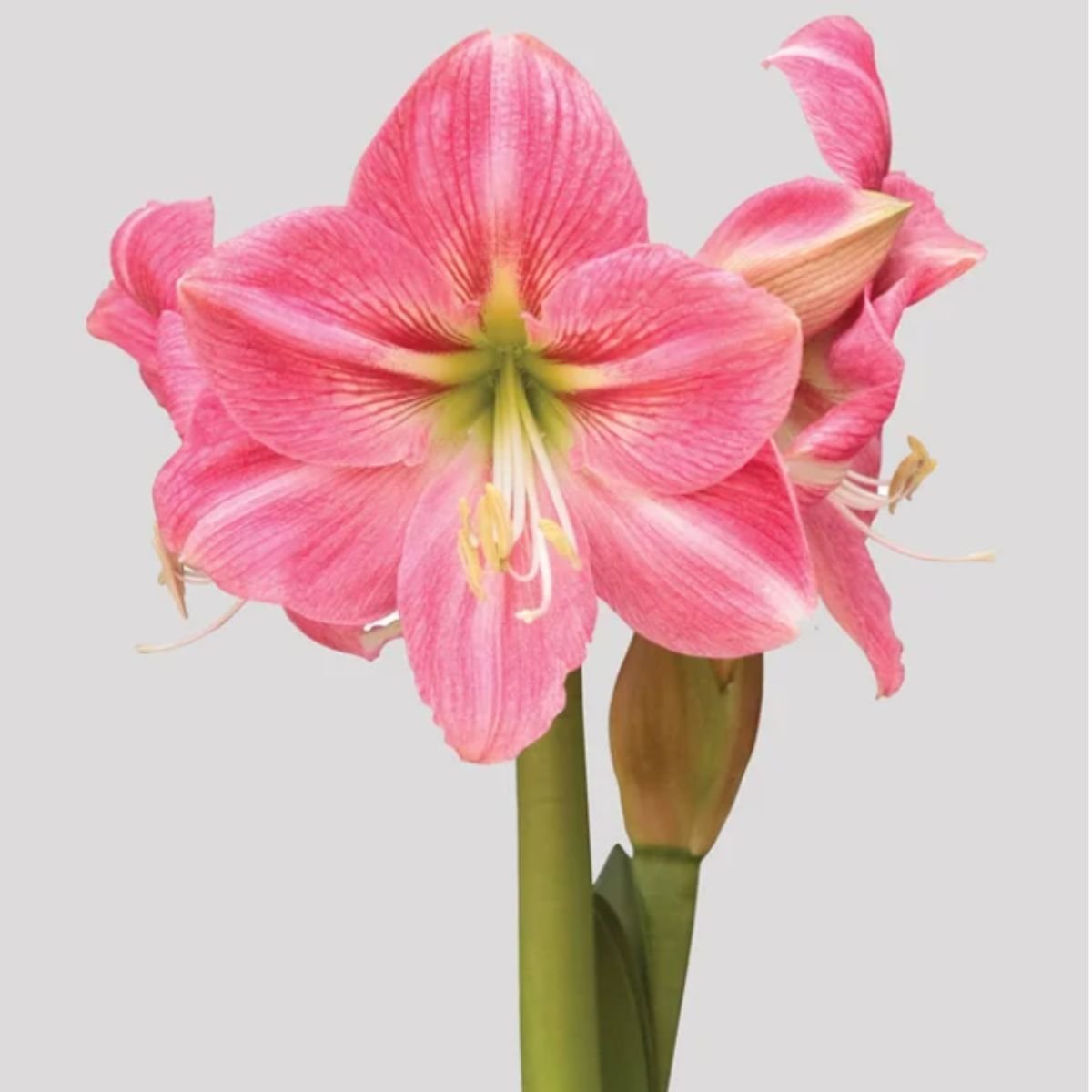 Candy Floss - Hippeastrums | Amaryllis - Pre - order - Oldboy&