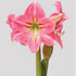 Candy Floss - Hippeastrums | Amaryllis - Pre - order - Oldboy&