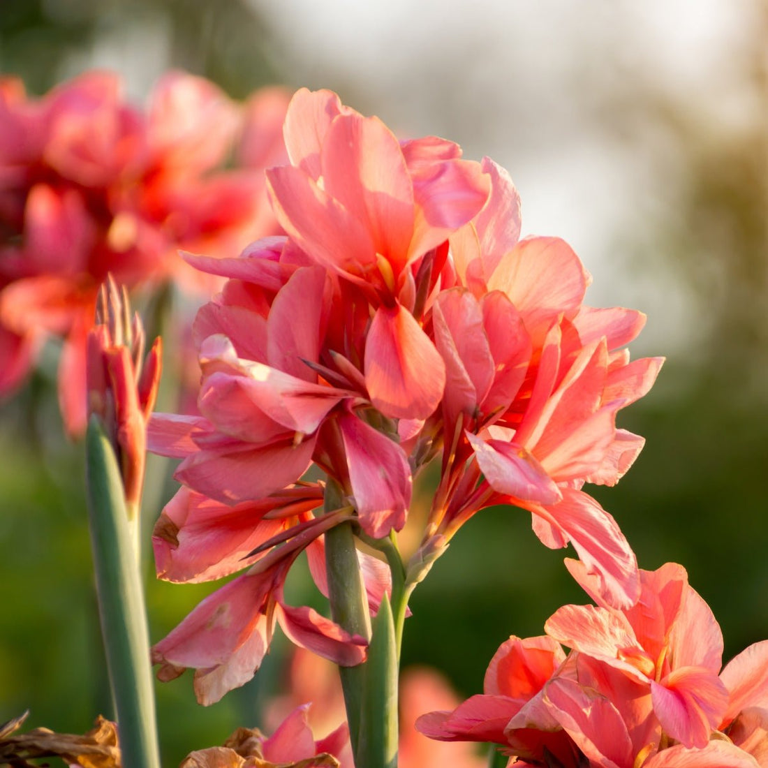 Canna × generalis Tropical Peach Bulb | Dwarf Peach Canna Lily - Oldboy&