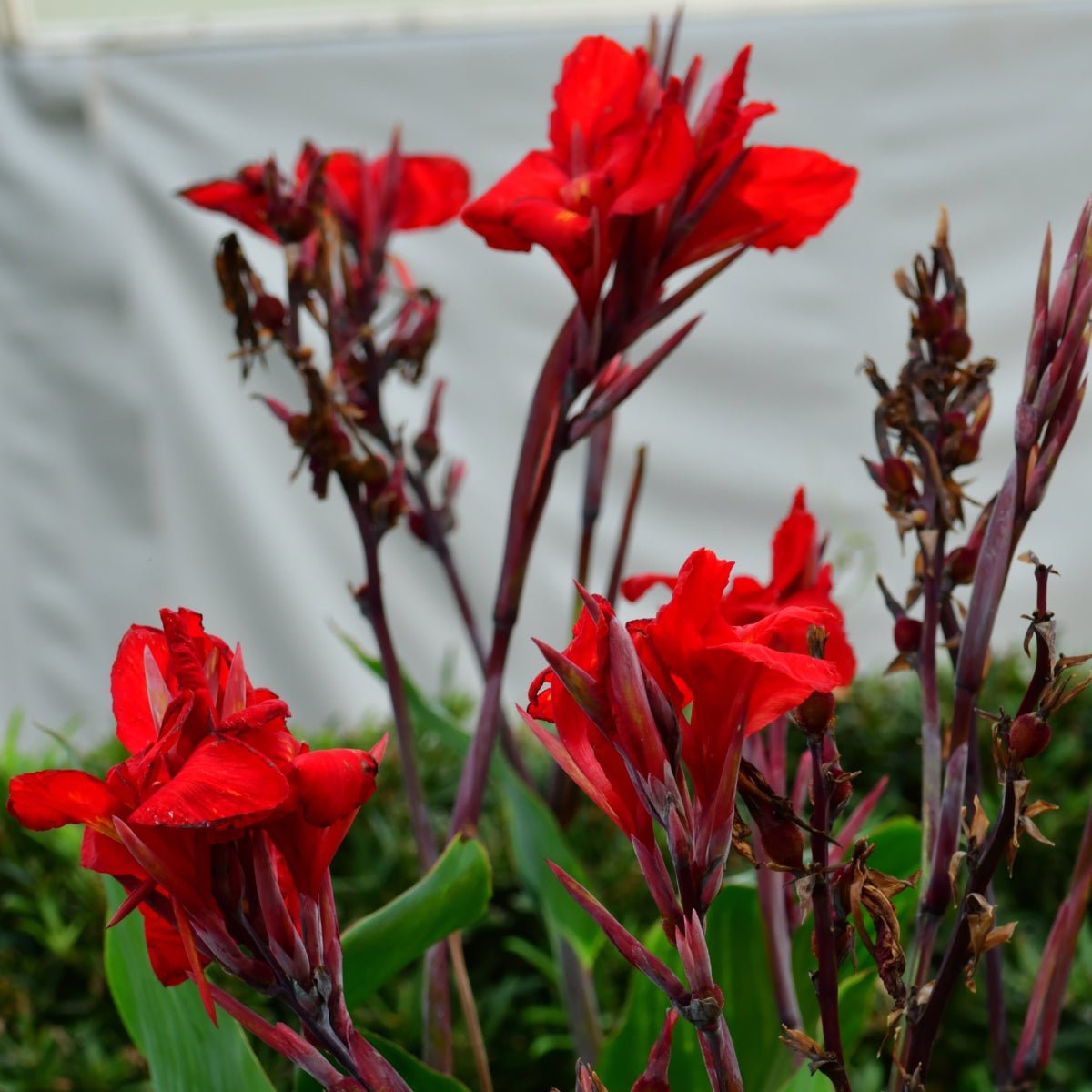Red Dwarf Lily Dwarf Aquarium Lily – Daku Aquatics
