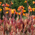 Canna × generalis Tropicanna Bulb | Variegated Canna Lily - Oldboy&