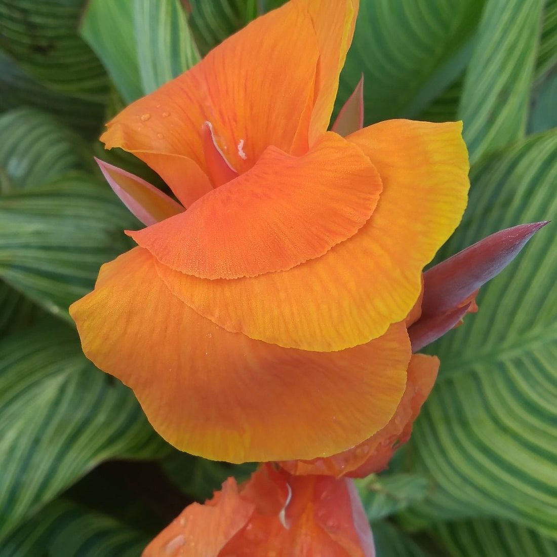 Canna × generalis Tropicanna® Gold Bulb | Variegated Canna Lily - Oldboy&