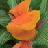 Canna × generalis Tropicanna® Gold Bulb | Variegated Canna Lily - Oldboy&
