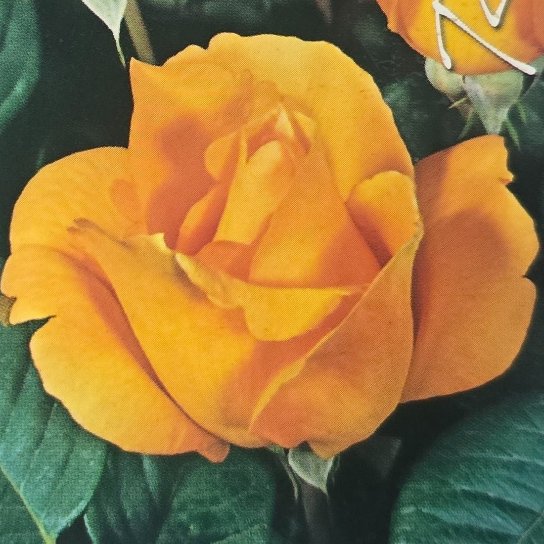 Cannes Festival – General – Hybrid Tea Rose - Oldboy&