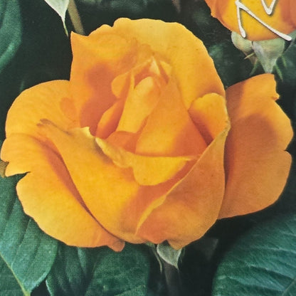 Cannes Festival – General – Hybrid Tea Rose - Oldboy&