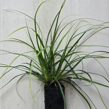 Carex oshimensis ‘Evergreen’ Japanese Sedge – Evergreen Sedge - Oldboy&