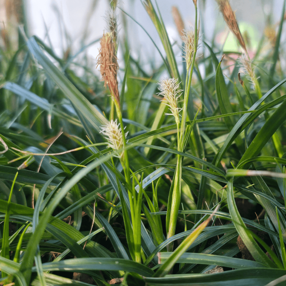 Carex oshimensis ‘Evergreen’ Japanese Sedge – Evergreen Sedge - Oldboy&