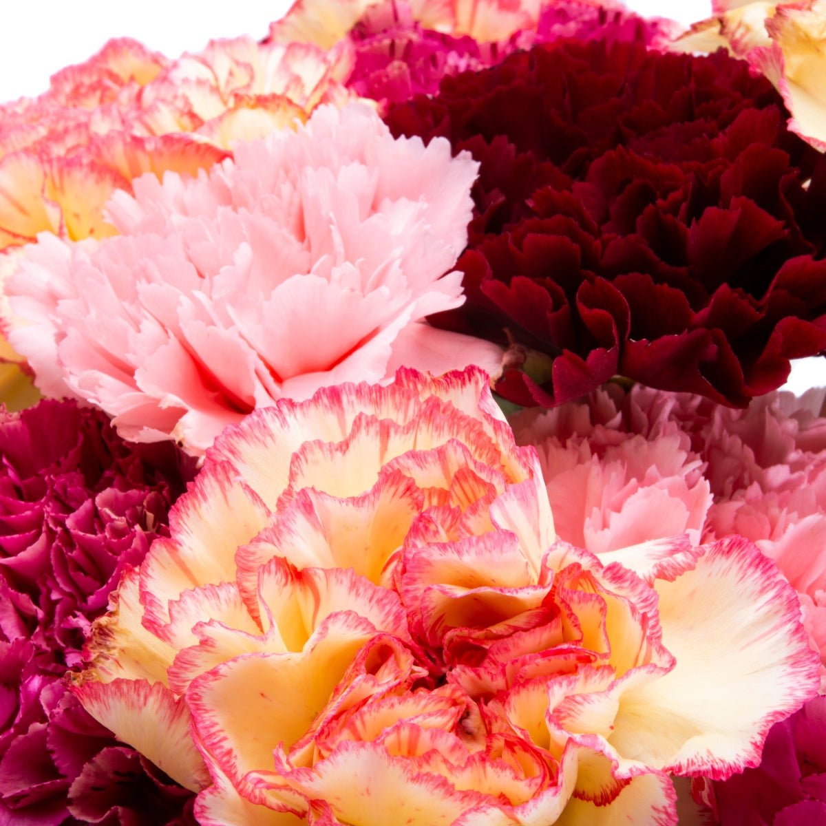 Carnation ‘Chabaud Giants Mixed’ Seeds – Dianthus caryophyllus - Oldboy&