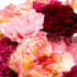 Carnation ‘Chabaud Giants Mixed’ Seeds – Dianthus caryophyllus - Oldboy&