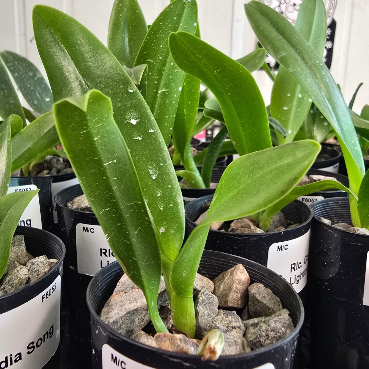 Cattleya Orchid &