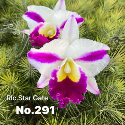 Cattleya Orchid Mericlone – Orchidaceae – Cattleya spp. - Oldboy&