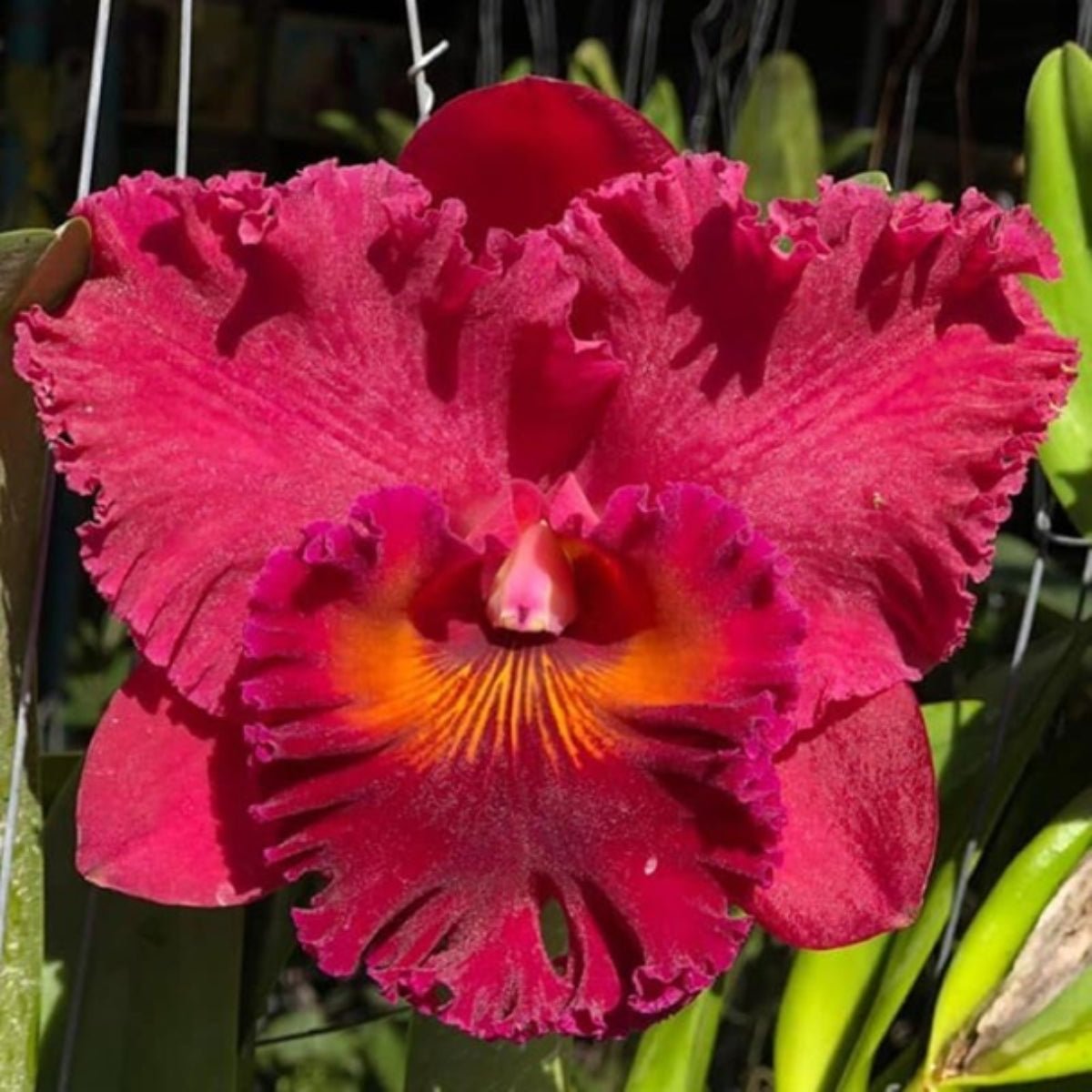 Cattleya Orchid Mericlone – Orchidaceae – Cattleya spp. - Oldboy&