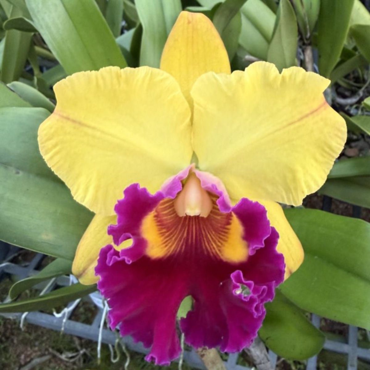 Cattleya Orchid Mericlone – Orchidaceae – Cattleya spp. - Oldboy&