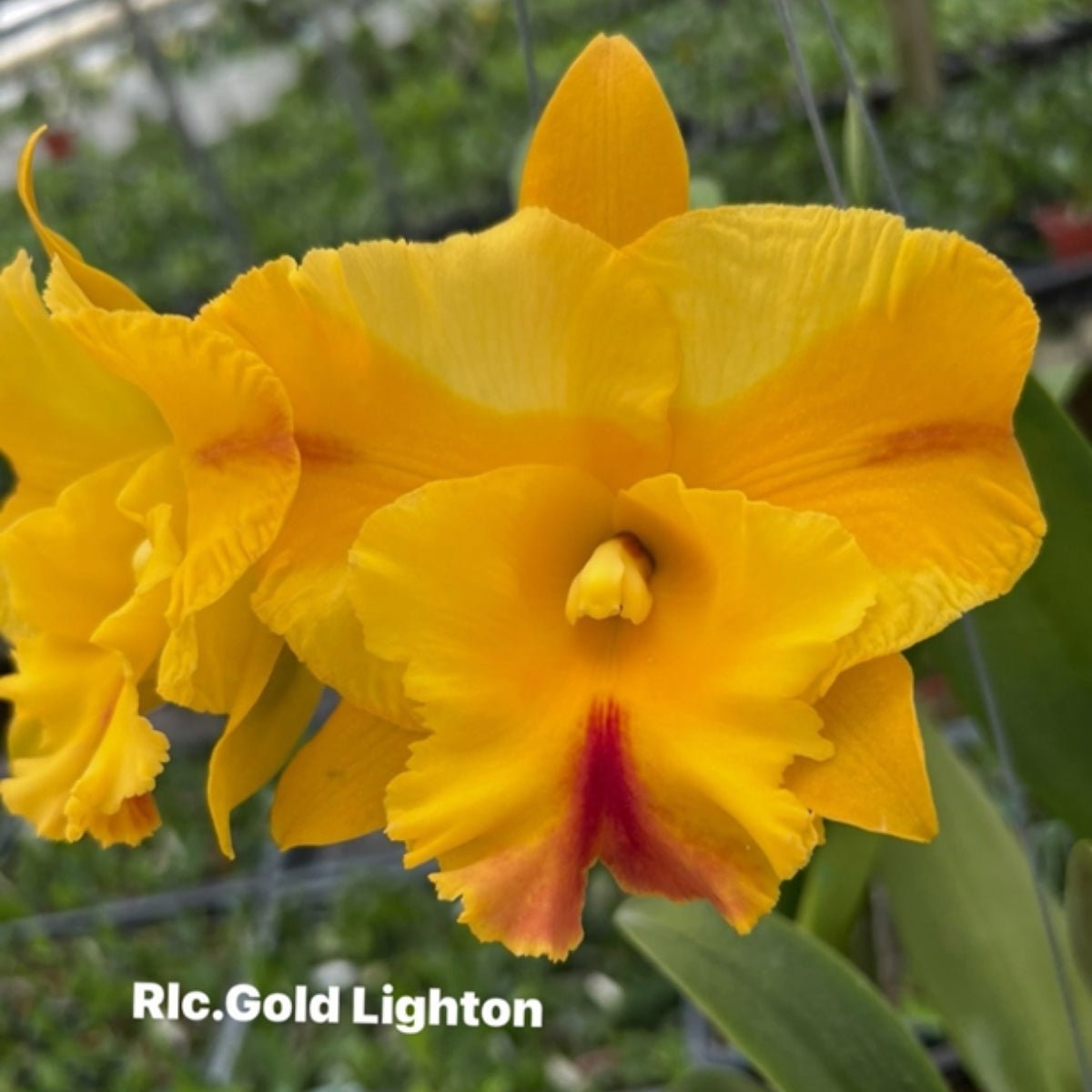 Cattleya Orchid Mericlone – Orchidaceae – Cattleya spp. - Oldboy&