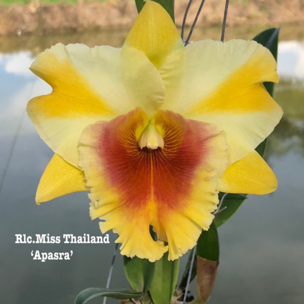 Cattleya Orchid Mericlone – Orchidaceae – Cattleya spp. - Oldboy&