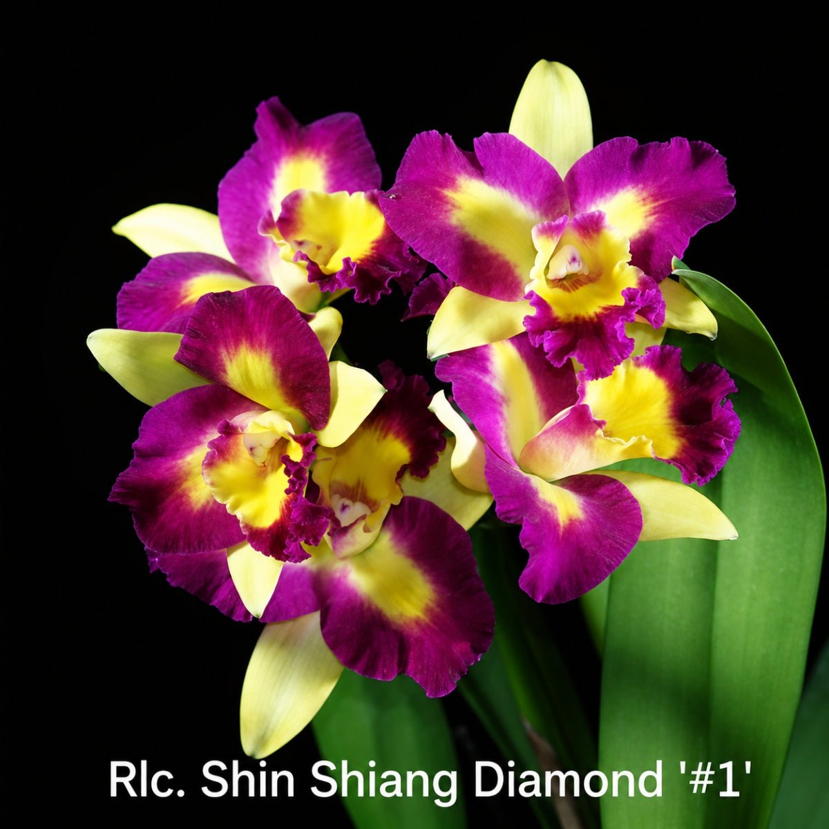 Cattleya Orchid Mericlone – Orchidaceae – Cattleya spp. - 50mm &amp; 100mm - Oldboy&
