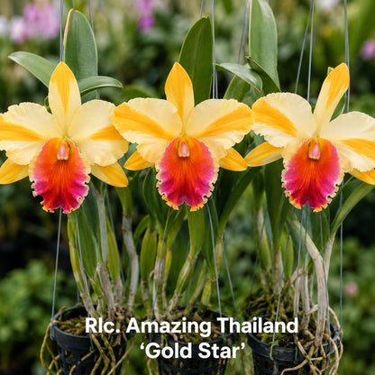 Rlc. Amazing Thailand ‘Gold Star’ Cattleya Orchid Mericlone
